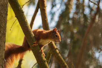 Squirrel on a tree. Red squirrel in the woods