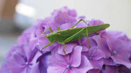 green grasshopper on pink flower - 456498849