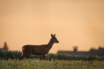 Naklejka na ściany i meble Deer in the morning and sunrise. Silhouette of a deer. (Capreolus capreolus)