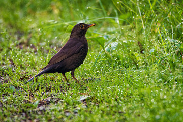 Blackbird on the grass - Turdus merula merula. Bird on the grass