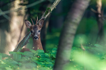 Deer in the forest. Deer in the morning through the forest. (Capreolus capreolus)