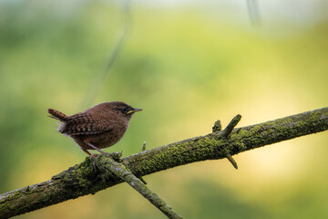 Eurasian wren (Troglodytes troglodytes). Bird on a branch