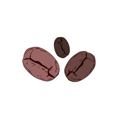 Coffee beans. Vector illustartion.