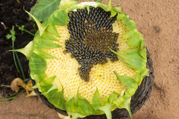The sunflower is pecked out by wild birds. Growing season, garden pests