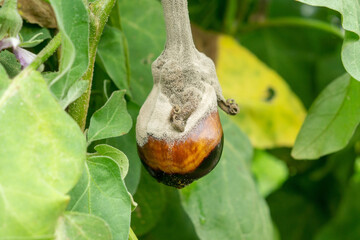 Eggplant on a bush covered with mold. Diseases of cultivated plants