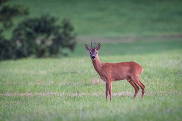 Naklejka na ściany i meble Deer in the forest. Deer in the field in the morning - (Capreolus capreolus)