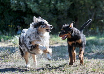 puppy rottweiler and australian shepherd