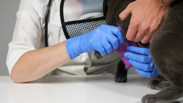 Close-up of bandaging the paw of a gray cat in a protective collar in a veterinary clinic.