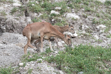 Mouflon female at grazing with puppy on background (Ovis aries musimon)