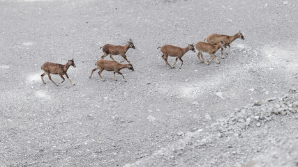 Herd of mouflons on stony ground (Ovis aries musimon)