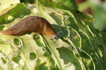 A slug eating cabbage in the agricultural field. Vegetable pests. Selective focus.