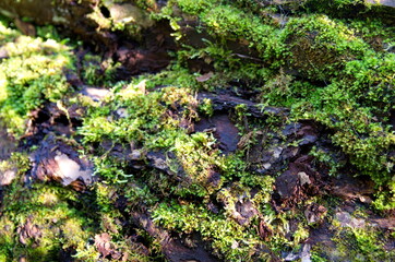 The bark of a tree overgrown with moss.