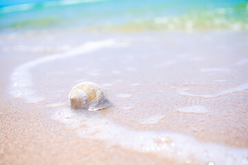 Sea shell on sand beach with blur bokeh blue sea at coast. for nature tropical vacation summer travel holidays concept.