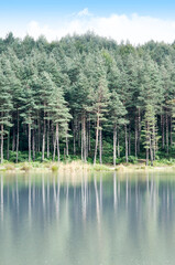 Obraz premium forest footpath camping area and lake