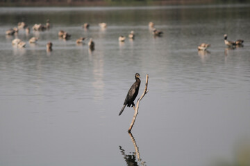 Anhinga sometimes called snakebird, darter, American darter, or water turkey, is a water bird of the warmer parts of the Americas 002