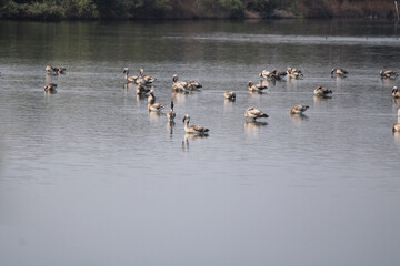 Group of baby flamingos in a lake