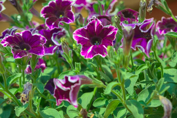 Petunia plant with lilac flowers. Closeup Petunia flowers. Red Petunia flowers in the garden.