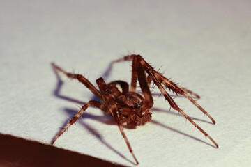 Small live European garden spider
