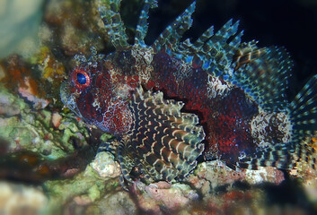 Naklejka na ściany i meble Shortfin Lionfish (Dendrochirus brachypterus), it inhabits coral reefs, often upside down. their beautiful feathery pectoral and dorsal fins are highly venomous.