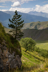 landscape with trees and clouds