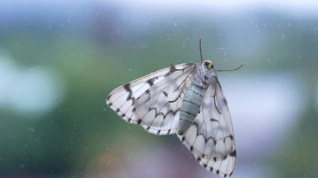 Micro of white moth resting on a window with blur traffic flow