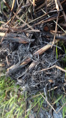 Burning garbage with black ash