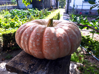orange pumpkin on a bench