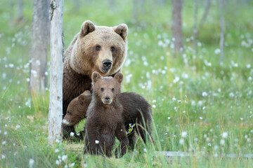 Suspicious brown bear mother and her small cubs carefully watching surroundings on a Finnish bog