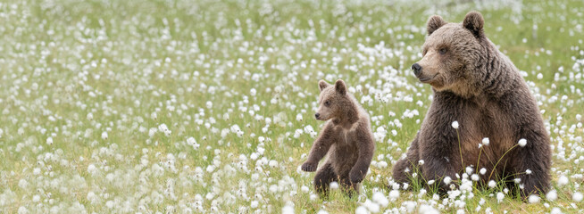 Brown bear mother and her small cub in the middle of the cotton grass in a Finnish bog. Cub is...
