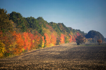 Fototapeta premium Autumn trees along an empty plowed field