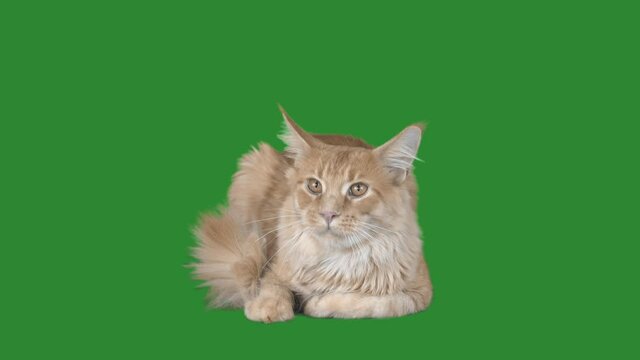 red maine coon cat on a green screen