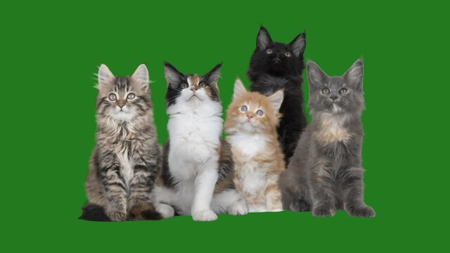 group of cats on a green screen
