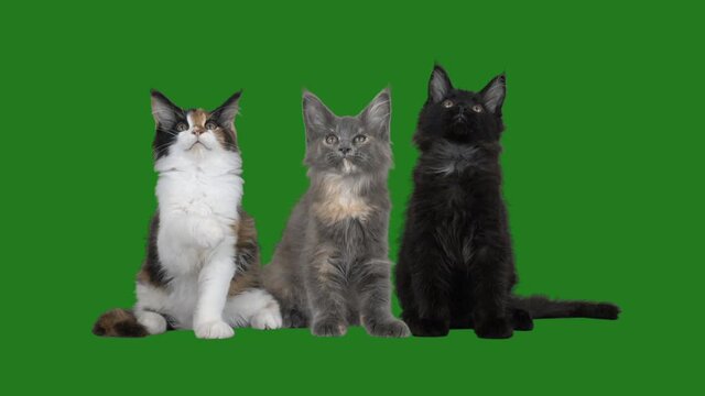 group of cats on a green screen