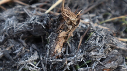 Burning garbage with black ash