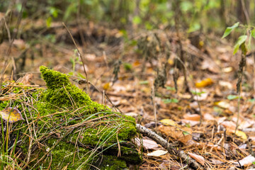 A log covered with moss in the autumn Siberian coniferous forest.