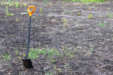 The shovel is stuck in the ground on a garden plot with almost bare ground and little grass.