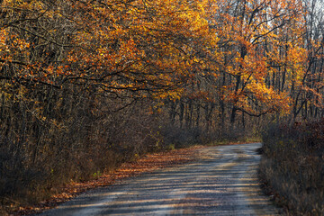Obraz premium Empty Autumn paved road in the forest