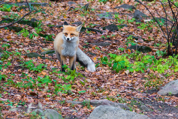 red fox in the wild