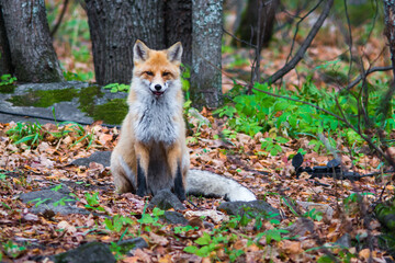 Fototapeta premium red fox in the woods
