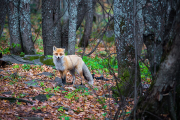 red fox in the forest