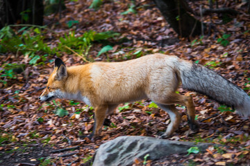 red fox in the wild