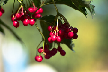 Close-up ripe guelder rose branch, bush photo