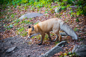 red fox in the woods