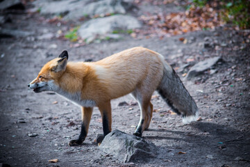 red fox vulpes