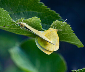 Zitonenfalter (Gonepteryx rhamni) bei der Paarung