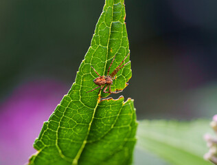 Springspinne auf einem Blatt