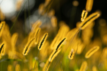 golden grass in a field