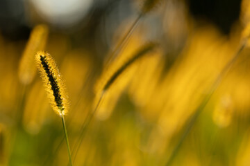 golden grass in a field