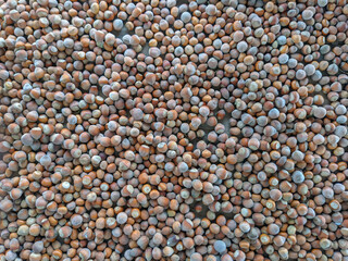 Stack of shelled hazelnuts background. Hazelnut textured pattern