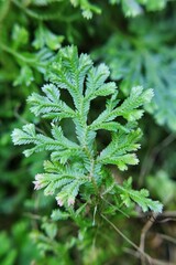 close up of fern leaves 